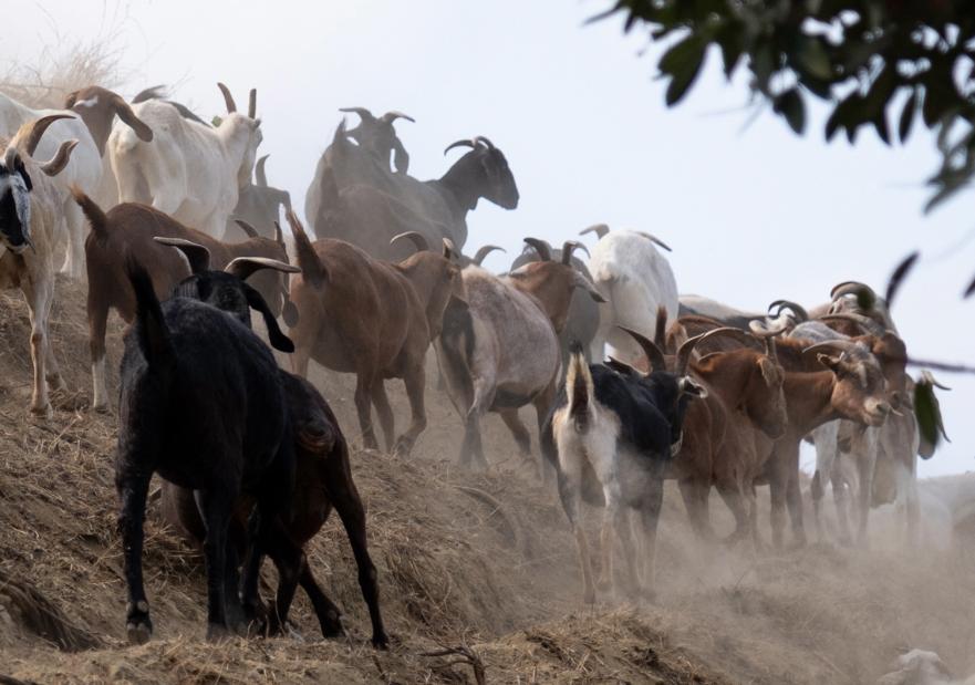Goats grazing on a hill side